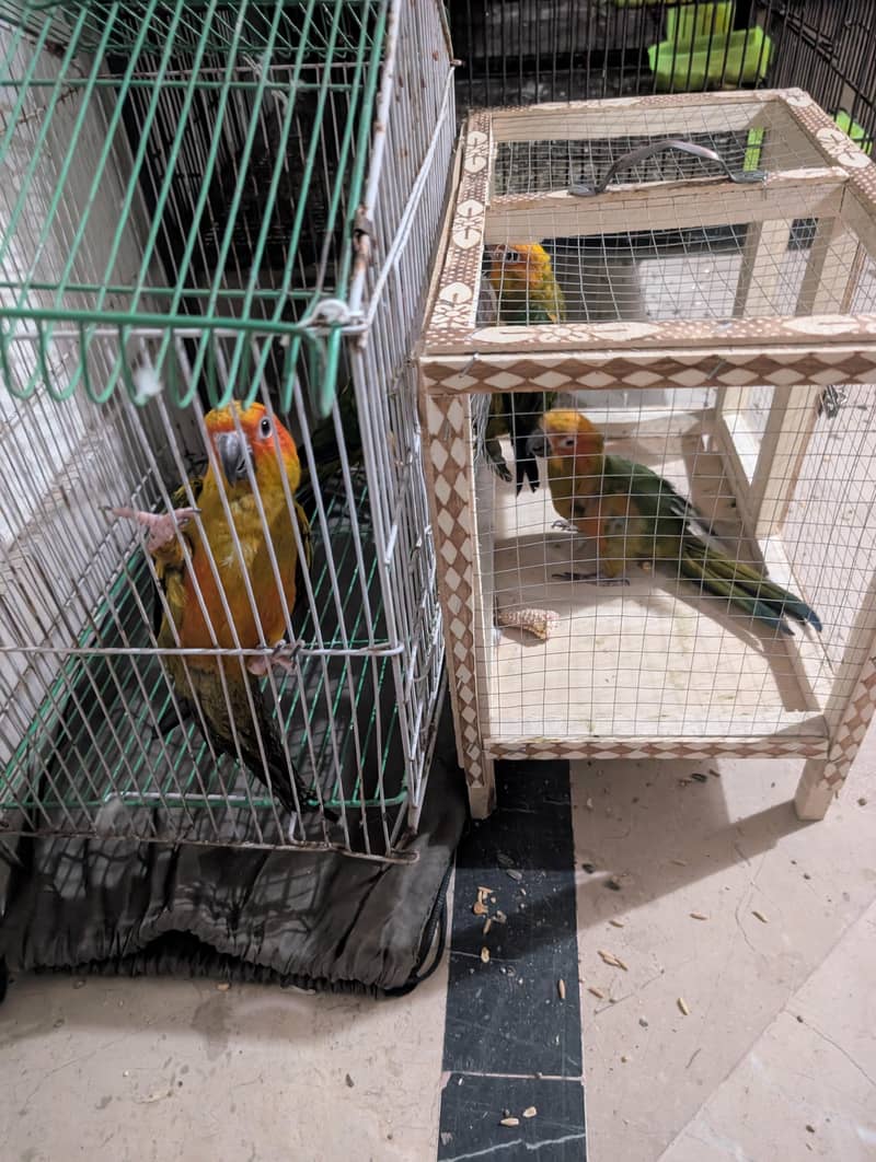 sun conure pathaybavailable 5