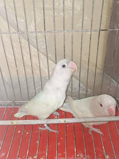 Lovebird Albino & Blue Opaline