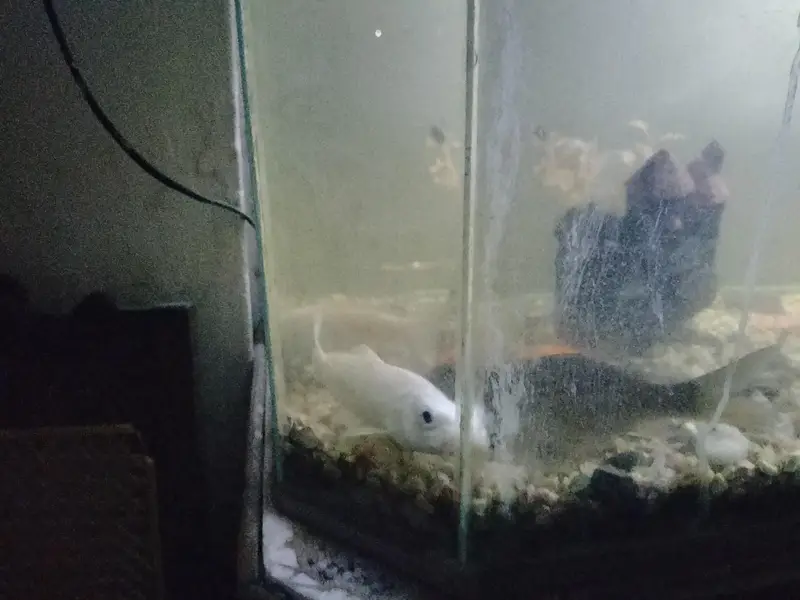 fishes with corein — photo 2
