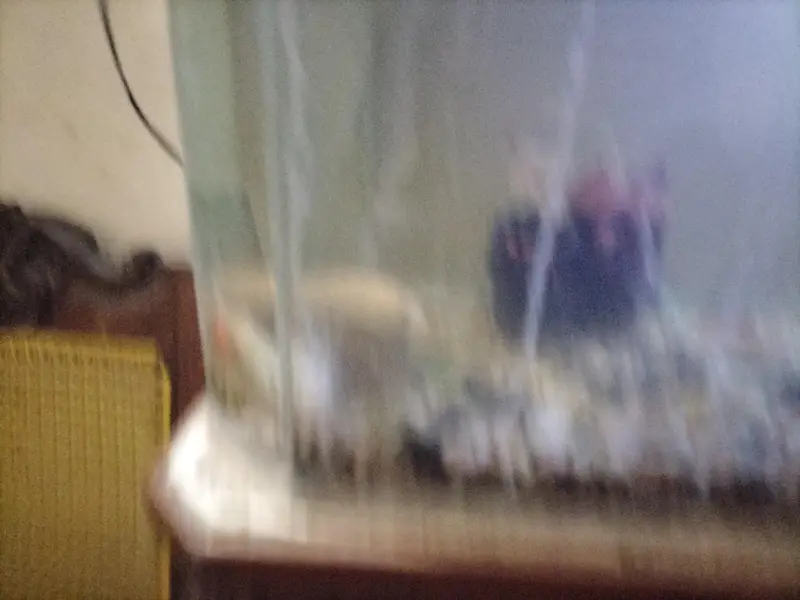 fishes with corein — photo 4