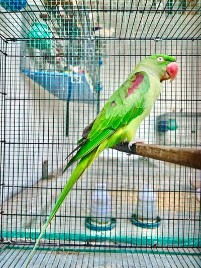 Raw parrot breeder female active and healthy