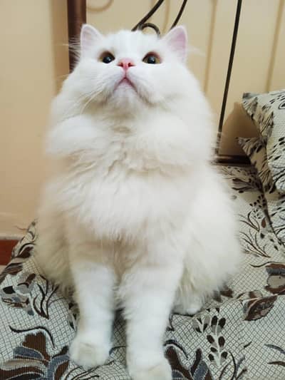 Triple coated Male