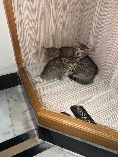 Kittens for Adoption