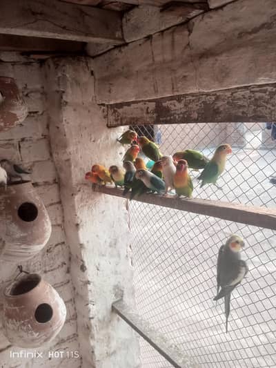 Love Birds