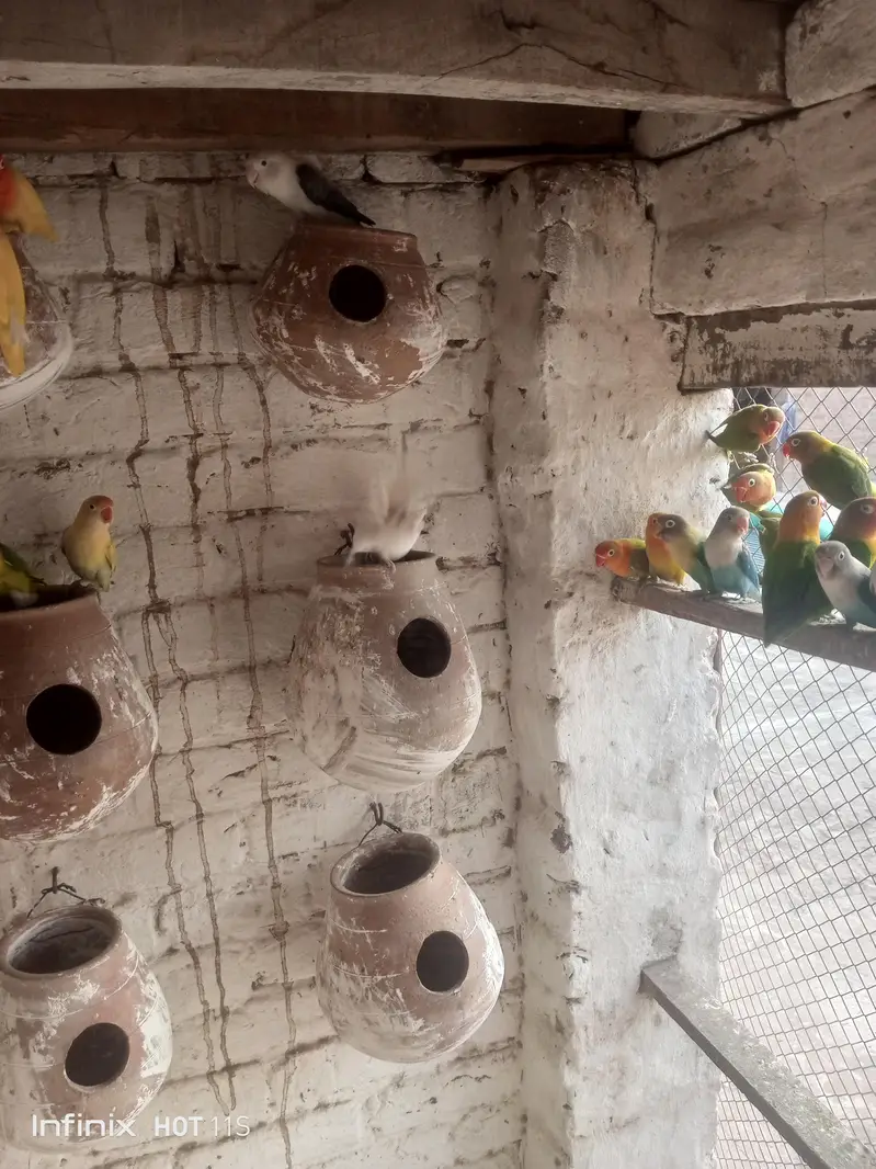 Love Birds — photo 2