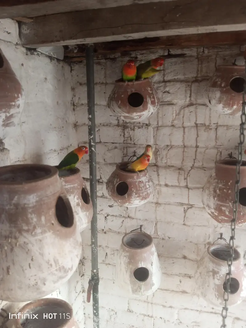 Love Birds — photo 3