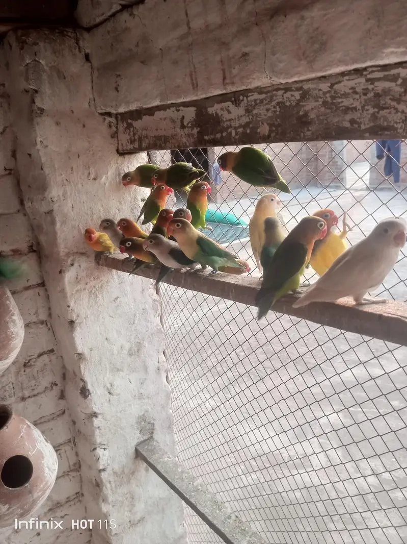 Love Birds — photo 4