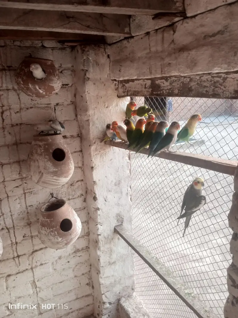 Love Birds — photo 5