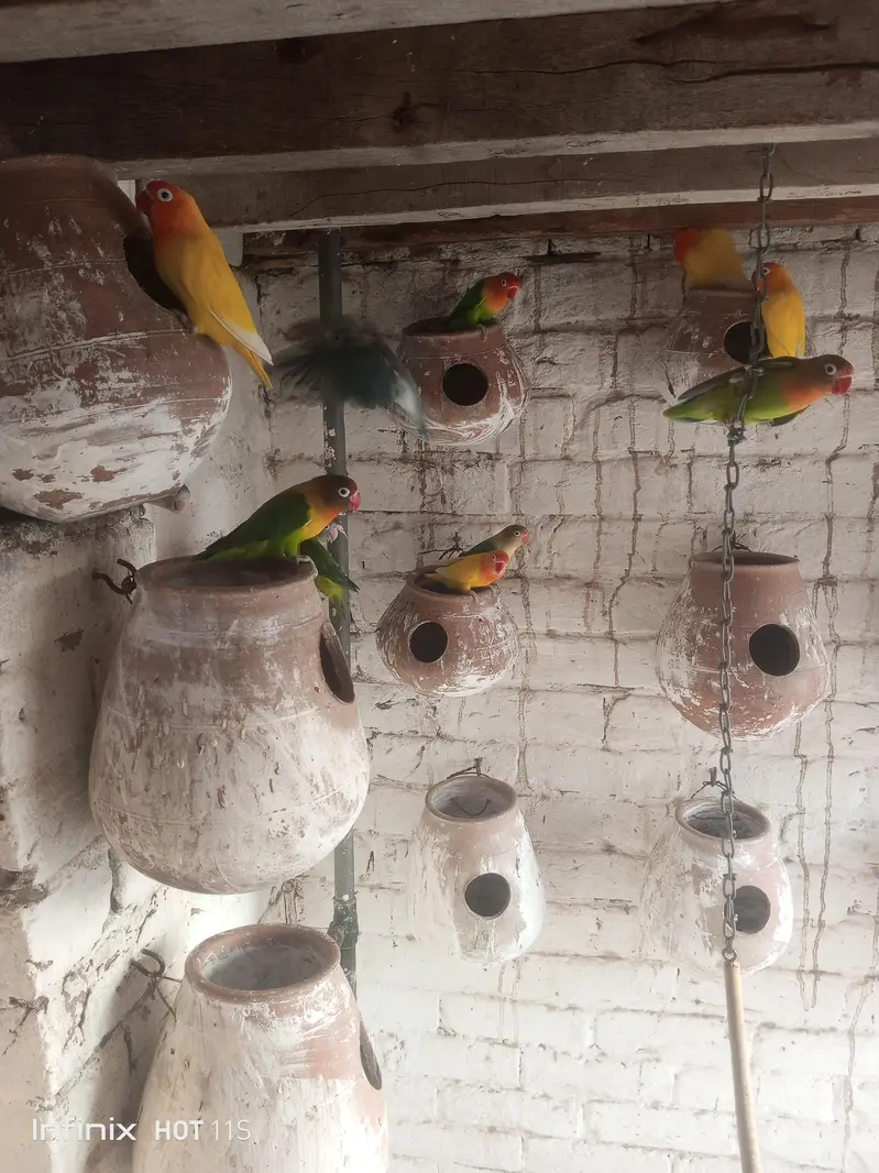 Love Birds — photo 6