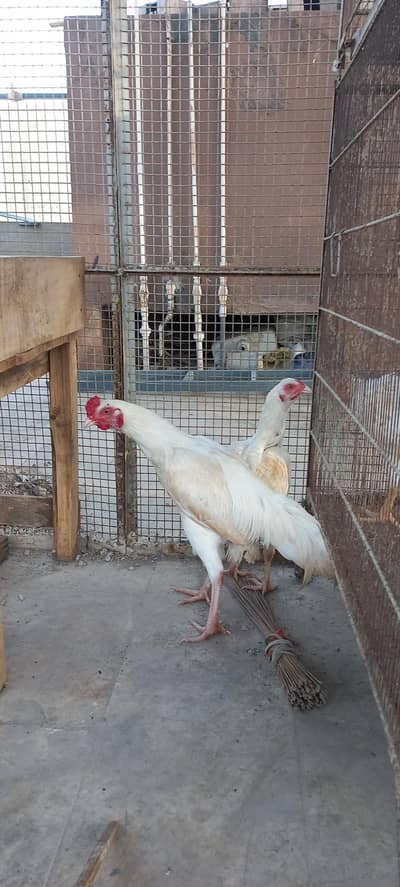 Heera Aseel Pair