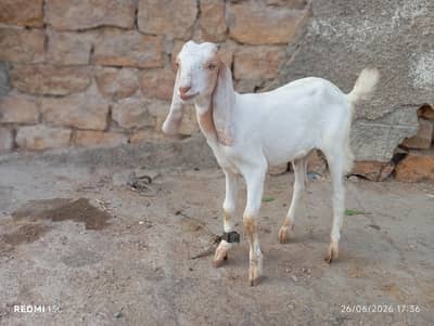 topery Male  bakra