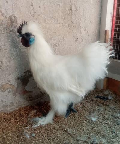 White Silkie