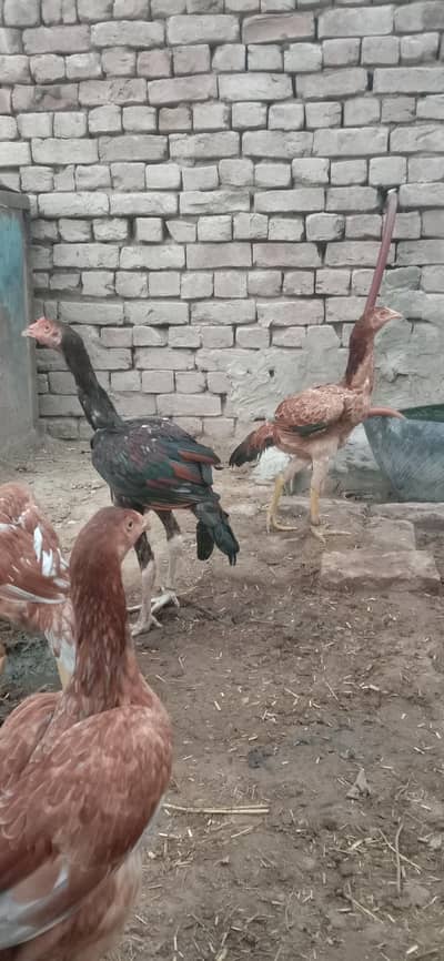 punjab old aseel