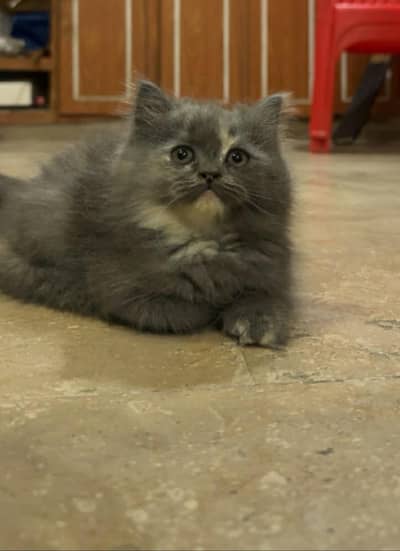 Persian Kittens
