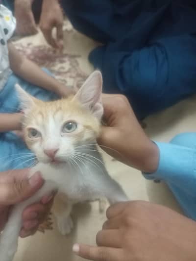 kitten for sale