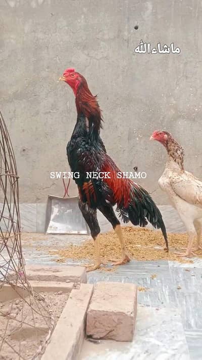 Swing Neck Shamo