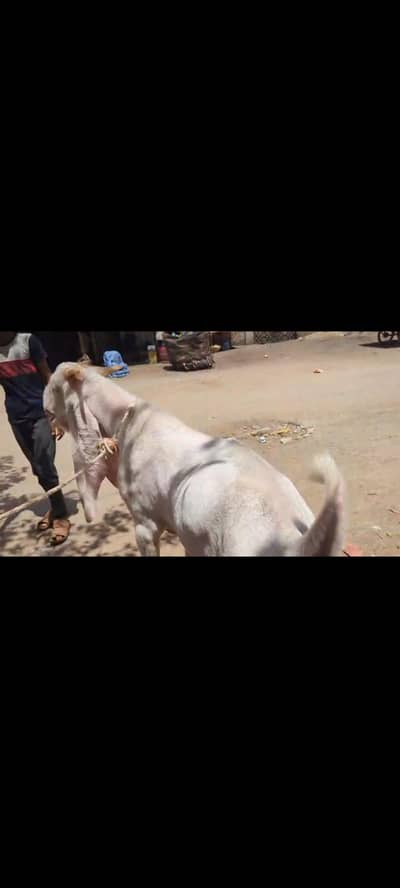 gulabi breeder