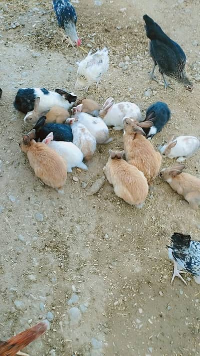 White Red eyes, Black, Brown Rabbits For Sale. White 1500 pair.