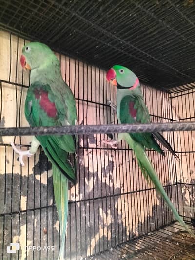 Healthy and active parrot for sale.