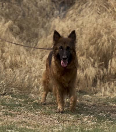 German shepherd female