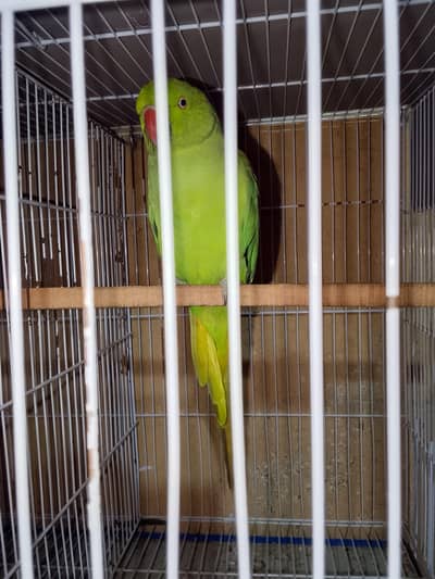 Ringneck Female Good Talking