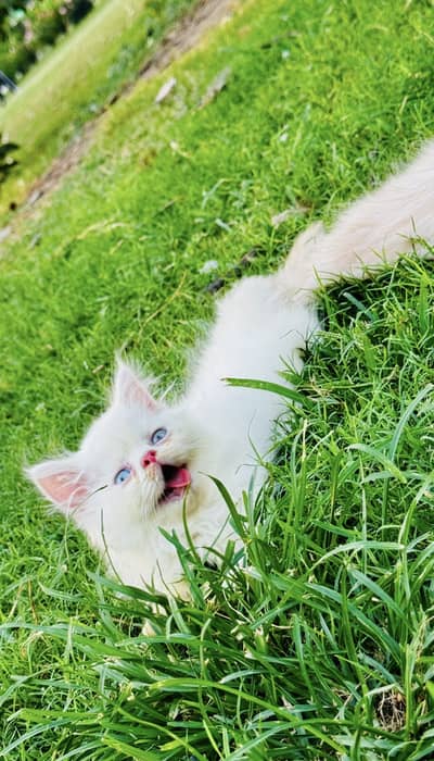 Peki kitten