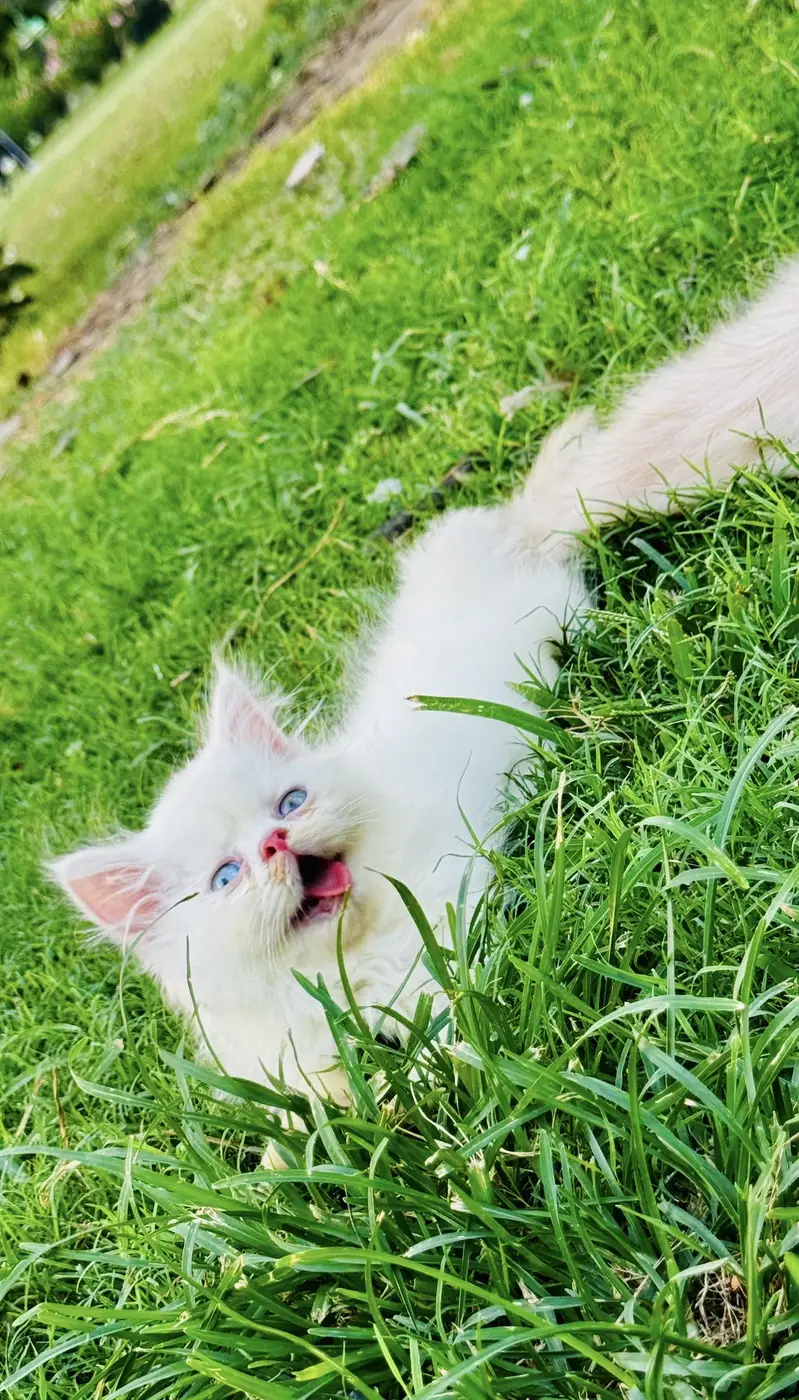 Peki kitten