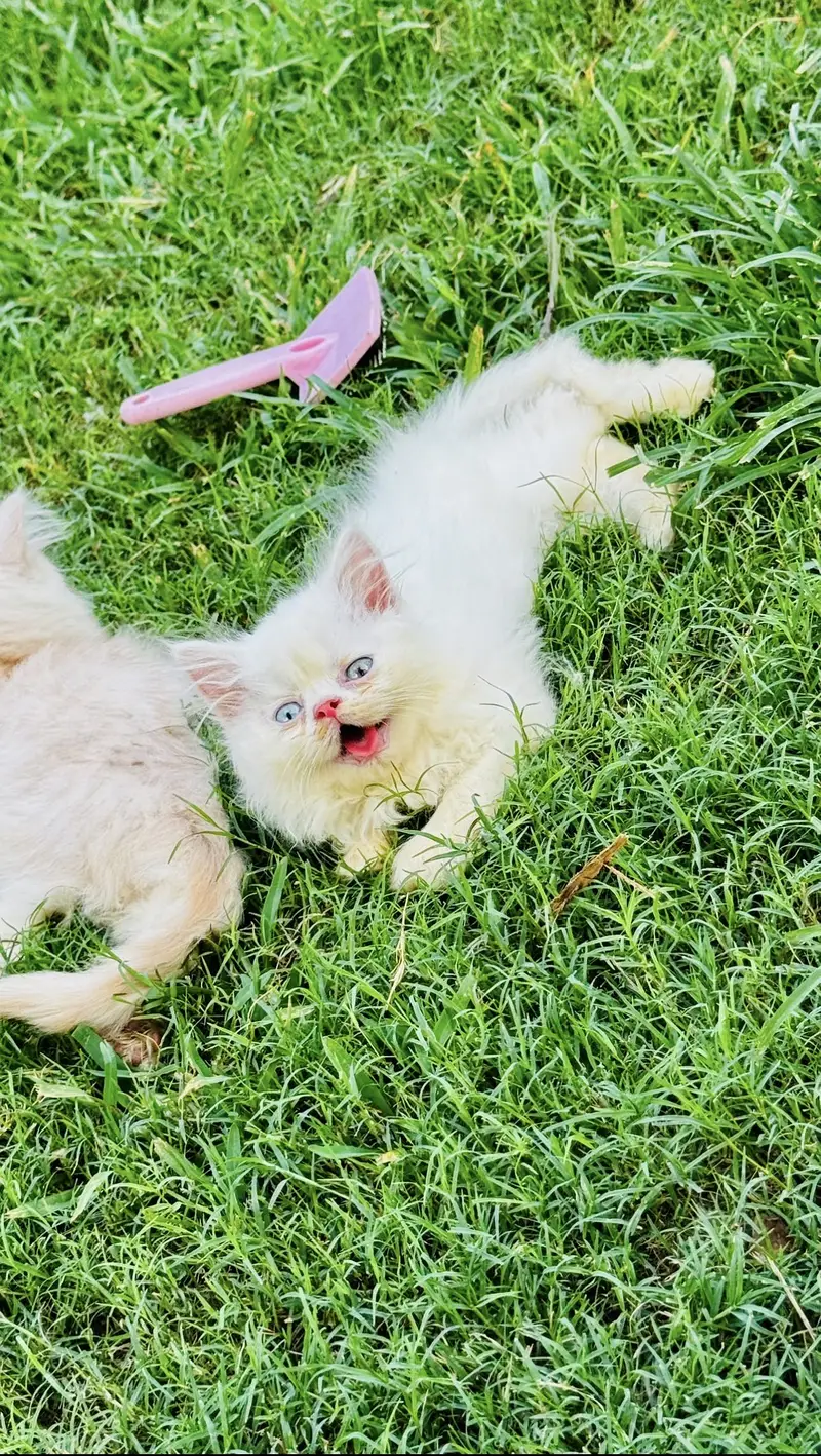 Peki kitten — photo 2