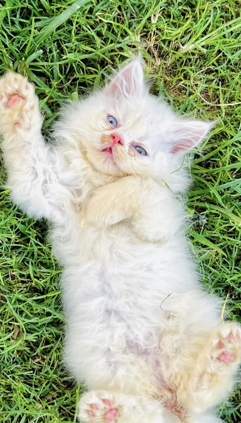Peki kitten — photo 4