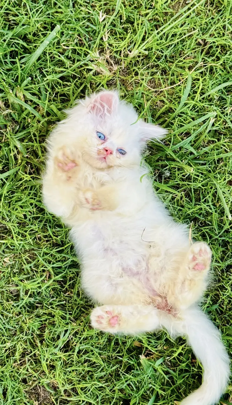 Peki kitten — photo 5