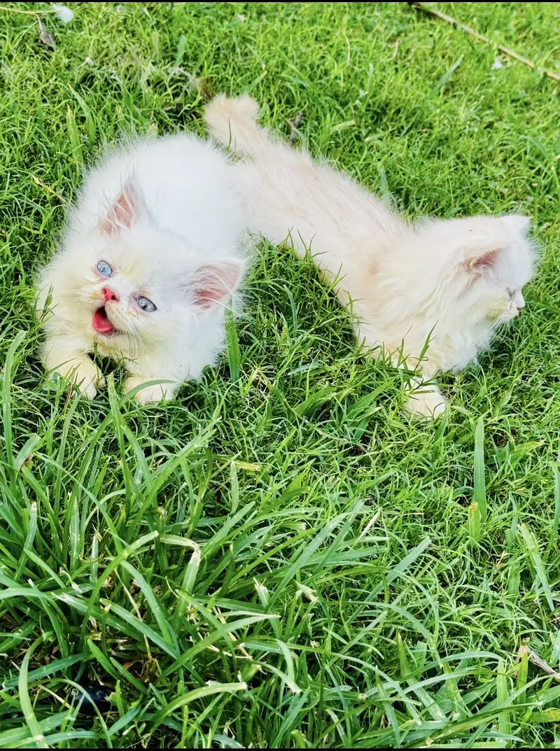 Peki kitten — photo 6