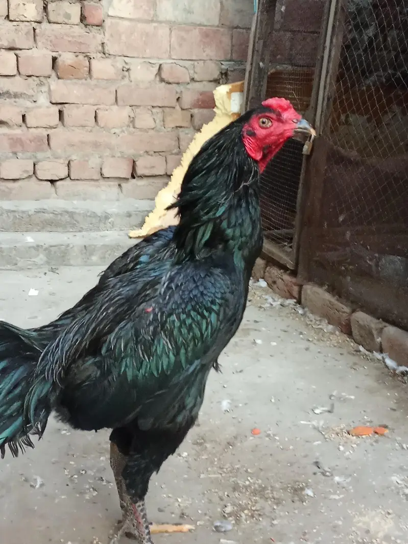 aseel pair — photo 2