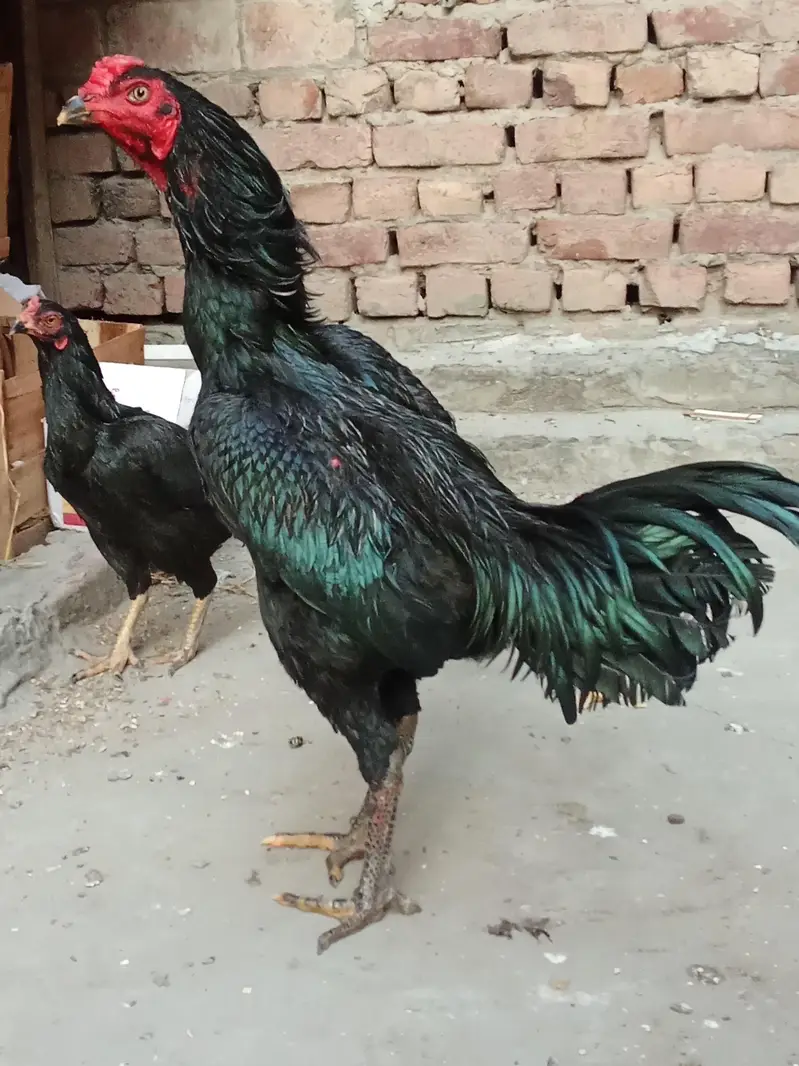aseel pair — photo 5