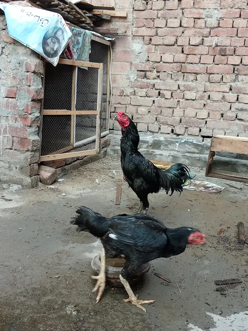 aseel pair — photo 6