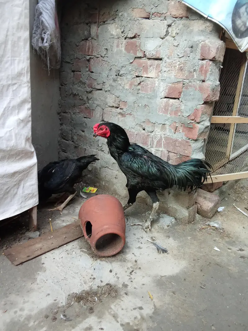 aseel pair — photo 12