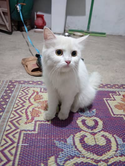 White Persian cat