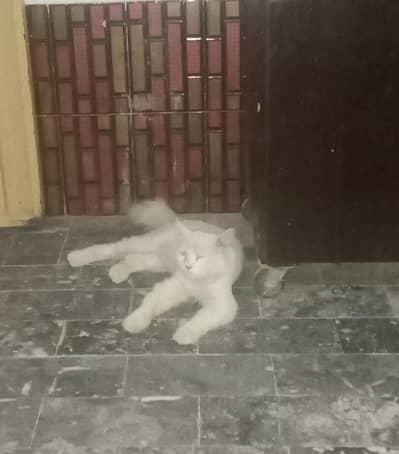 White Triple Coated Persian Male Cat for Sale 
