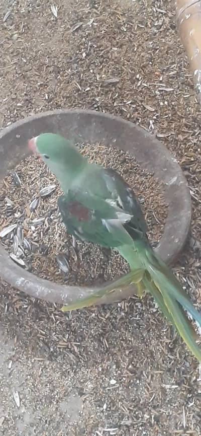RAW PARROT . 03081250912