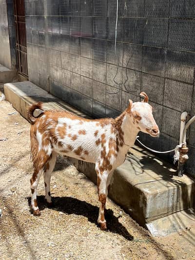 Goat | Tedi Bakra | Sheep | Do Daat | desi bakri  03312808410  Karachi