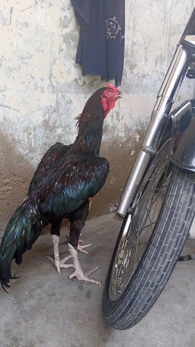 aseel pair
