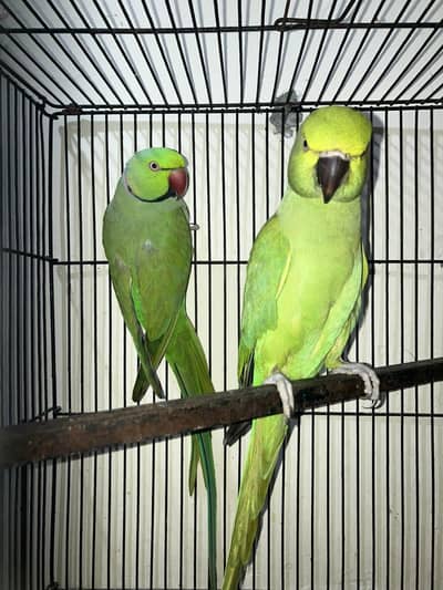 Ringneck breeder pair