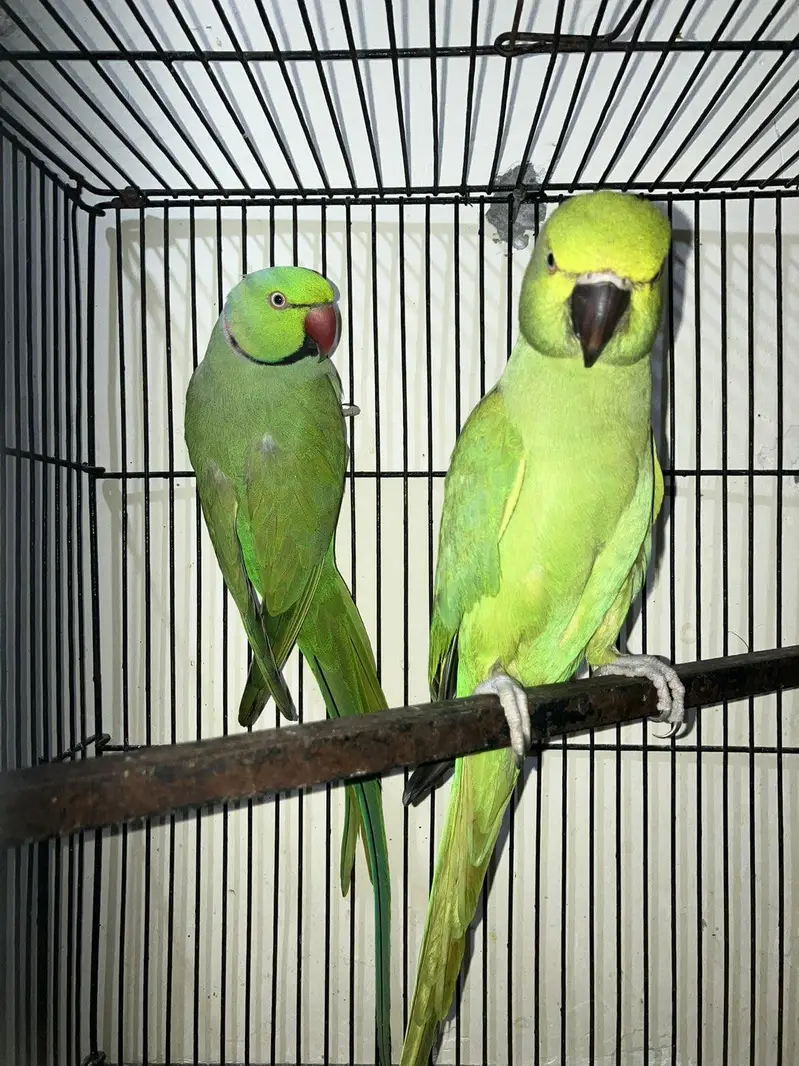 Ringneck breeder pair