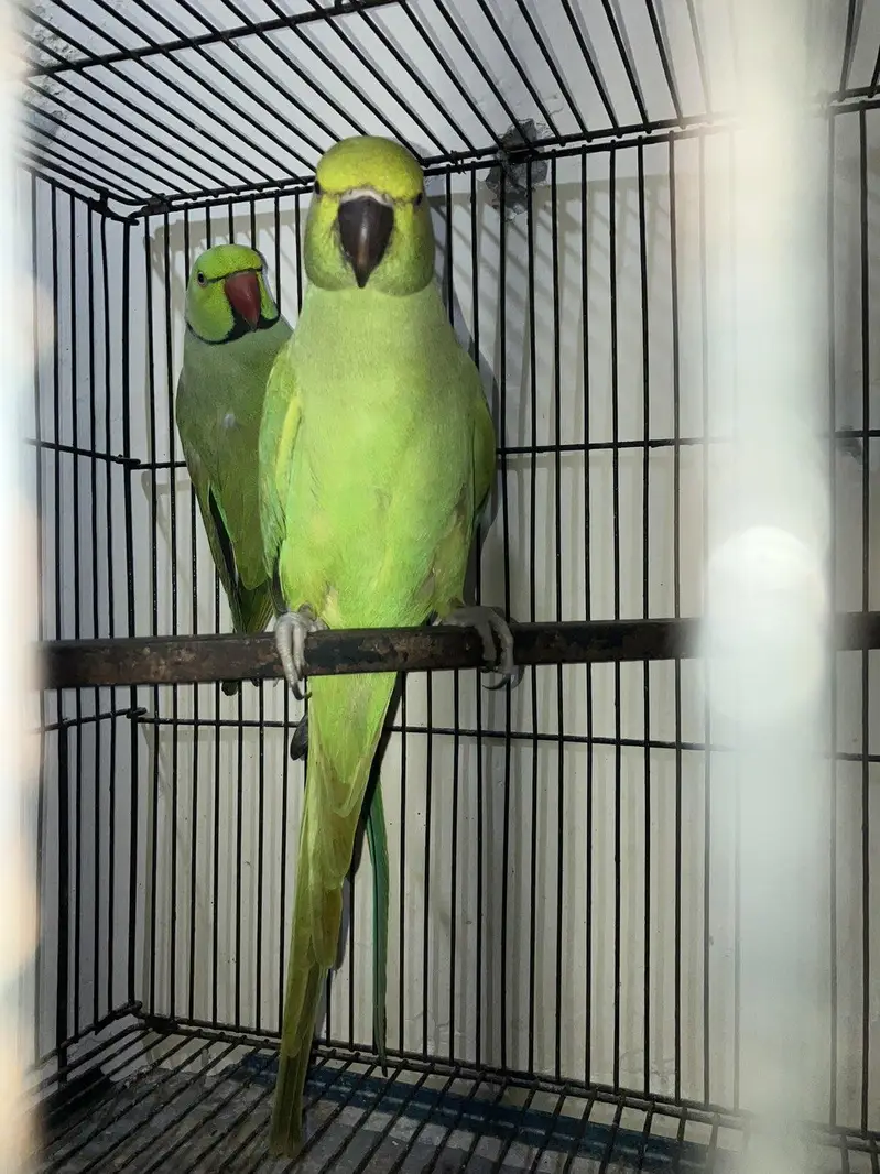 Ringneck breeder pair — photo 2