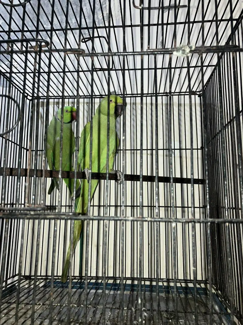 Ringneck breeder pair — photo 3