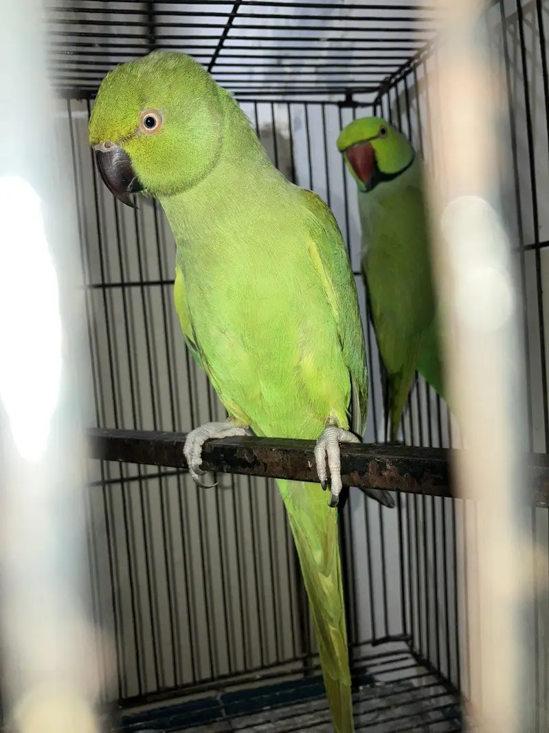 Ringneck breeder pair — photo 4