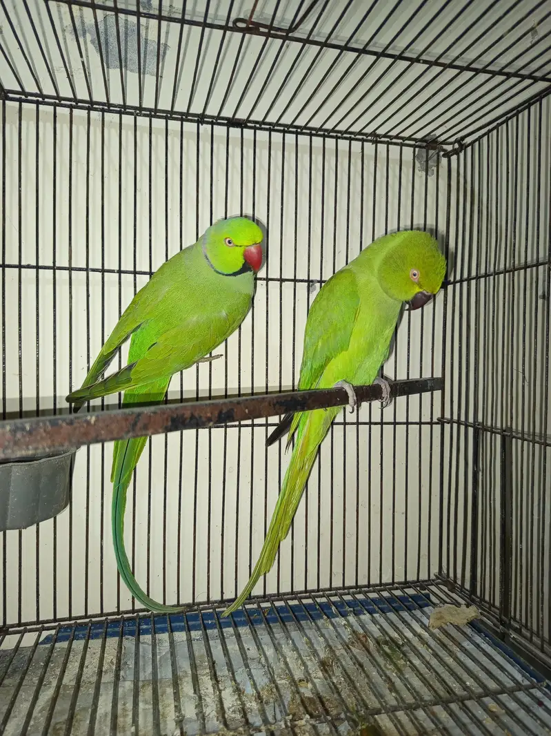Ringneck breeder pair — photo 5