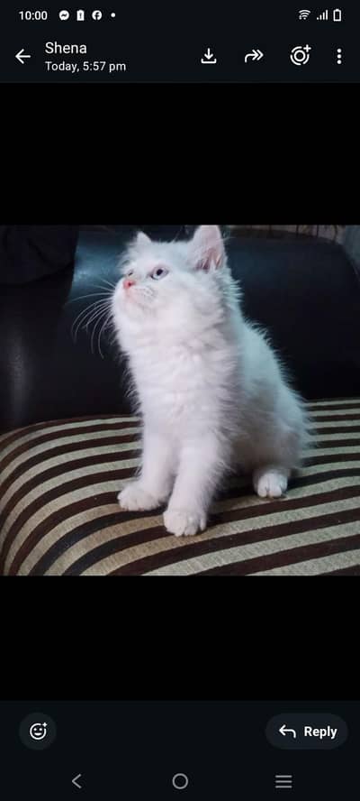 adorable Persian kitten