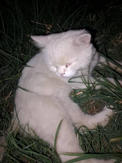 Persian cat with blue eyes and  3 coated