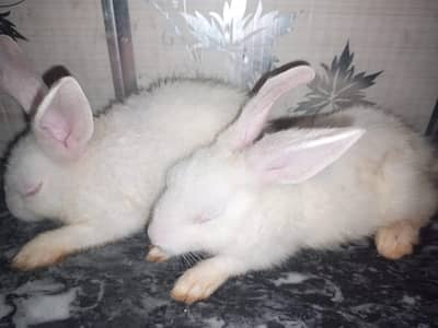 rabbit pair 4