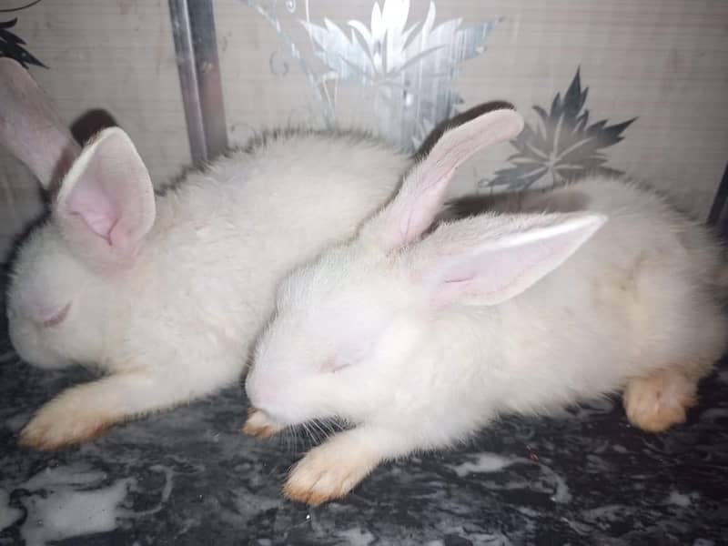 rabbit pair 4 0